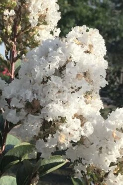 Enduring Summer 'White' Crape Myrtle - 3 Gallon Pot -Garden Supplies Sales 2024 lagerstroemia enduring summer white dwarf crape20myrtle 1