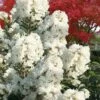 Enduring Summer 'White' Crape Myrtle - 3 Gallon Pot -Garden Supplies Sales 2024 lagerstroemia enduring summer white dwarf crape20myrtle 3