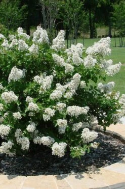 Enduring Summer 'White' Crape Myrtle - 3 Gallon Pot -Garden Supplies Sales 2024 lagerstroemia enduring summer white dwarf crape20myrtle 4