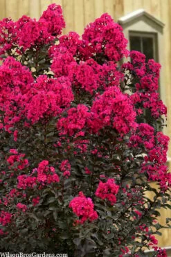 Black Diamond 'Mystic Magenta' Crape Myrtle - 3 Gallon Pot -Garden Supplies Sales 2024 lagerstroemia indica black diamond mystic magenta crape myrtle 1 2