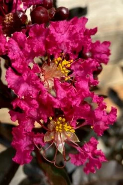 Black Diamond 'Mystic Magenta' Crape Myrtle - 2 Gallon Pot -Garden Supplies Sales 2024 lagerstroemia indica black diamond mystic magenta crape myrtle 3