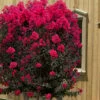 Black Diamond 'Mystic Magenta' Crape Myrtle - 7 Gallon Pot -Garden Supplies Sales 2024 lagerstroemia indica black diamond mystic magenta crape myrtle 6 1