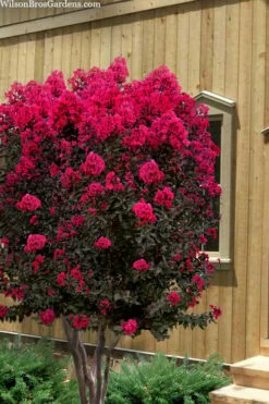 Black Diamond 'Mystic Magenta' Crape Myrtle - 7 Gallon Pot