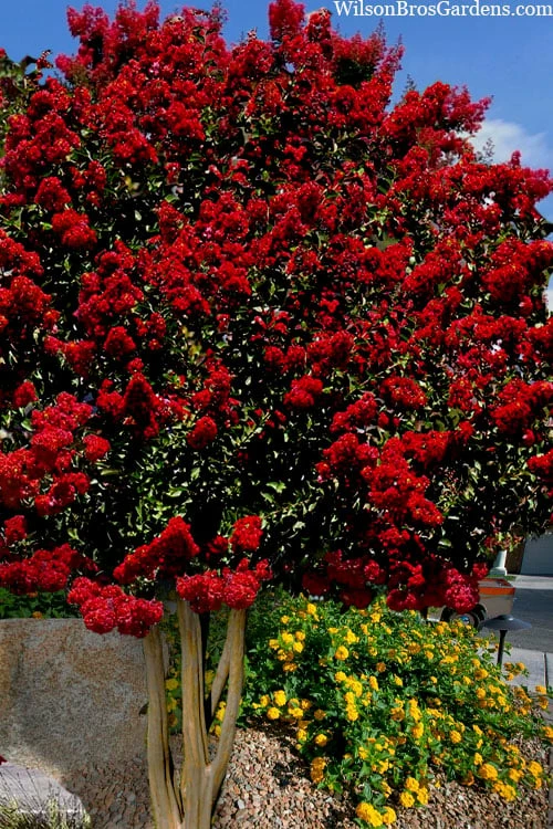 Dynamite Red Crape Myrtle - 7 Gallon Pot (3-4') Dynamite Red Crape Myrtle - 7 Gallon Pot (3-4') -Garden Supplies Sales 2024 lagerstroemia indica dynamite 201 1
