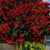 Dynamite Red Crape Myrtle - 7 Gallon Pot (5-6') -Garden Supplies Sales 2024 lagerstroemia indica dynamite 201
