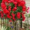 Enduring Summer Red Crape Myrtle Tree (Single Trunk) - 7 Gallon Pot
