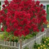 Miss Frances Red Crape Myrtle (Single Trunk Topiary Tree) - 5 Gallon Pot -Garden Supplies Sales 2024 lagerstroemia indica miss frances standard single trunk