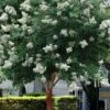 Natchez White Crape Myrtle Tree (Single Trunk) - 5 Gallon Pot -Garden Supplies Sales 2024 lagerstroemia indica natchez crape myrtle standard single trunk 2