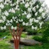 Natchez White Crape Myrtle (Multi Trunk) - 5 Gallon Pot -Garden Supplies Sales 2024 lagerstroemia indica natchez crape20myrtle tree 50 4