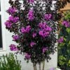 Black Diamond 'Purely Purple' Crape Myrtle - 2 Gallon Pot -Garden Supplies Sales 2024 lagerstroemia indica purely purple black diamond crape myrtle 2