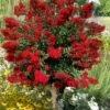 Red Rooster Crape Myrtle Tree (Single Trunk) - 3 Gallon Pot -Garden Supplies Sales 2024 lagerstroemia indica red rooster crape myrtle single trunk tree 1