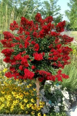 Red Rooster Crape Myrtle Tree (Single Trunk) - 3 Gallon Pot