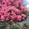 Sioux Pink Crape Myrtle Tree (Single Trunk) - 5 Gallon Pot -Garden Supplies Sales 2024 lagerstroemia indica sioux crape myrtle standard single trunk 1