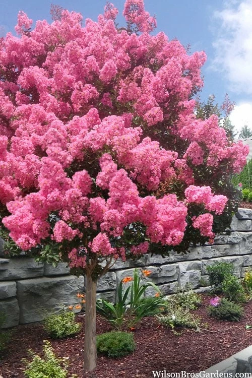 Sioux Pink Crape Myrtle Tree (Single Trunk) - 5 Gallon Pot -Garden Supplies Sales 2024 lagerstroemia indica sioux crape myrtle standard single trunk 1