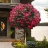 Tonto Red Crape Myrtle - Single Trunk Topiary Tree - 5 Gallon Pot -Garden Supplies Sales 2024 lagerstroemia indica tonto crape myrtle tree form standard 2