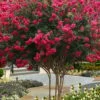 Tuscarora Watermelon Red Crape Myrtle - 6 Pack Of 1 Gallon Pots -Garden Supplies Sales 2024 lagerstroemia indica tuscarora 101 1