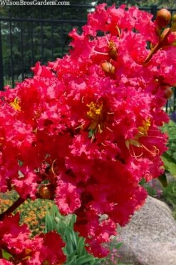 Tuscarora Watermelon Red Crape Myrtle - 6 Pack Of 1 Gallon Pots -Garden Supplies Sales 2024 lagerstroemia indica tuscarora 102 1