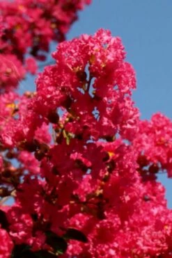 Tuskegee Crape Myrtle - 6 Pack Of 1 Gallon Pots -Garden Supplies Sales 2024 lagerstroemia indica tuskeegee crape myrtle tree 1 1