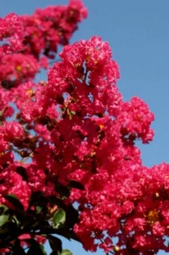 Tuskegee Crape Myrtle - 1 Gallon Pot -Garden Supplies Sales 2024 lagerstroemia indica tuskeegee crape myrtle tree 2