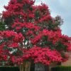 Tuskegee Crape Myrtle - 1 Gallon Pot 1 Tuskegee Crape Myrtle - 1 Gallon Pot -Garden Supplies Sales 2024 lagerstroemia indica tuskeegee crape myrtle tree 3