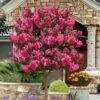 Twilight Magic Crape Myrtle Tree (Single Trunk) - 5 Gallon Pot 2 Twilight Magic Crape Myrtle Tree (Single Trunk) - 5 Gallon Pot -Garden Supplies Sales 2024 lagerstroemia indica twilight magic crape myrtle single trunk 3
