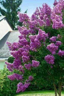 Twilight Purple Crape Myrtle - 7 Gallon Pot (5-6') -Garden Supplies Sales 2024 lagerstroemia indica twilight purple crape myrtle tree 1 2