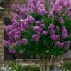 Twilight Purple Crape Myrtle - 5 Gallon Pot -Garden Supplies Sales 2024 lagerstroemia indica twilight purple crape myrtle tree 101 2