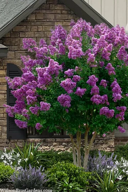 Twilight Purple Crape Myrtle - 5 Gallon Pot Twilight Purple Crape Myrtle - 5 Gallon Pot -Garden Supplies Sales 2024 lagerstroemia indica twilight purple crape myrtle tree 101 2