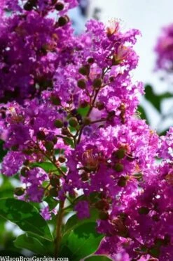 Twilight Purple Crape Myrtle - 7 Gallon Pot (4-5') -Garden Supplies Sales 2024 lagerstroemia indica twilight purple crape myrtle tree 102