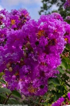 Twilight Purple Crape Myrtle - 7 Gallon Pot (4-5') -Garden Supplies Sales 2024 lagerstroemia indica twilight purple crape myrtle tree 103