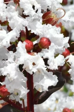 Lunar Magic Crape Myrtle Tree (Single Trunk) - 7 Gallon Pot (5-6') -Garden Supplies Sales 2024 lagerstroemia lunar magic single trunk white crape myrtle tree 2