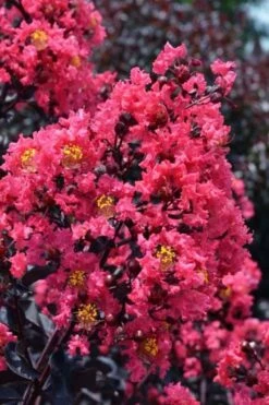 Midnight Magic Crape Myrtle (Multi Trunk) - 7 Gallon Pot -Garden Supplies Sales 2024 lagerstroemia midnight magic crape myrtle 11
