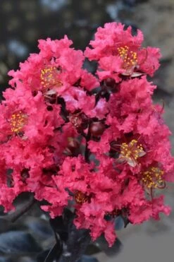 Midnight Magic Crape Myrtle (Multi Trunk) - 7 Gallon Pot -Garden Supplies Sales 2024 lagerstroemia midnight magic crape myrtle 12