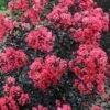 Midnight Magic Crape Myrtle (Multi Trunk) - 7 Gallon Pot -Garden Supplies Sales 2024 lagerstroemia midnight magic crape myrtle 15