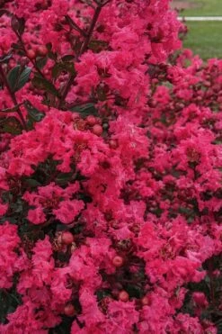 My Fair Myrtle Crape Myrtle (Lagerstroemia) - 3 Gallon Pot -Garden Supplies Sales 2024 lagerstroemia my fair myrtle crape myrtle 3