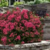 My Fair Myrtle Crape Myrtle (Lagerstroemia) - 3 Gallon Pot -Garden Supplies Sales 2024 lagerstroemia my fair myrtle crape myrtle 5