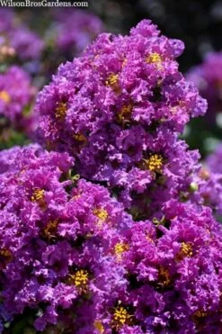 Purple Magic Crape Myrtle Tree (Multi Trunk) - 7 Gallon Pot -Garden Supplies Sales 2024 lagerstroemia purple magic crape myrtle single trunk tree 5 1