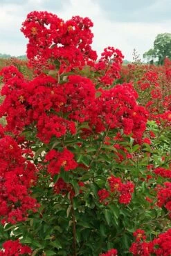 Ruffled Red Magic Crape Myrtle (Multi Trunk) - 7 Gallon Pot 5 Ruffled Red Magic Crape Myrtle (Multi Trunk) - 7 Gallon Pot -Garden Supplies Sales 2024 lagerstroemia ruffled red magic crape myrtle 10 1