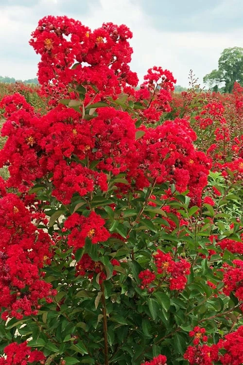 Ruffled Red Magic Crape Myrtle (Multi Trunk) - 7 Gallon Pot Ruffled Red Magic Crape Myrtle (Multi Trunk) - 7 Gallon Pot -Garden Supplies Sales 2024 lagerstroemia ruffled red magic crape myrtle 10 1