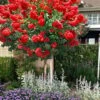Ruffled Red Magic Crape Myrtle Tree (Single Trunk) - 7 Gallon Pot (5-6') -Garden Supplies Sales 2024 lagerstroemia ruffled red magic crape myrtle single trunk tree 2