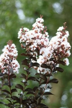 Thunderstruck White Lightning Crape Myrtle - 1 Gallon Pot -Garden Supplies Sales 2024 lagerstroemia thunderstruck white lightning crape myrtle 2 1