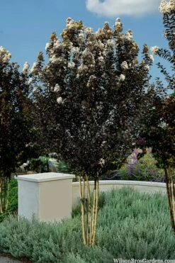 Thunderstruck White Lightning Crape Myrtle - 1 Gallon Pot -Garden Supplies Sales 2024 lagerstroemia thunderstruck white lightning crape myrtle 3 1
