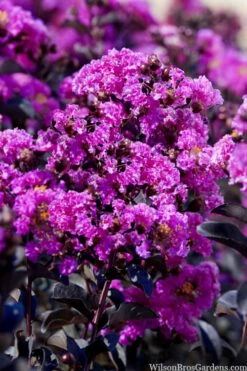 Black Diamond 'Purely Purple' Crape Myrtle - 3 Gallon Pot -Garden Supplies Sales 2024 lagestroemia indica purely purple black diamond crape myrtle 1 1
