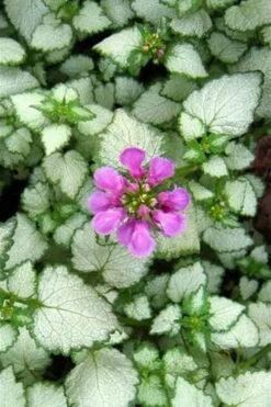 Red Nancy Lamium - 5 Pack Of Pint Pots -Garden Supplies Sales 2024 lamium maculatam red nancy spotted dead nettle 2