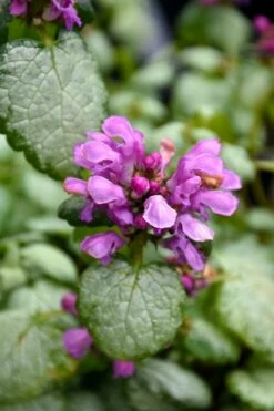 Red Nancy Lamium - 5 Pack Of Pint Pots -Garden Supplies Sales 2024 lamium maculatam red nancy spotted dead nettle 3