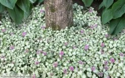 Red Nancy Lamium - 5 Pack Of Pint Pots -Garden Supplies Sales 2024 lamium maculatam red nancy spotted dead nettle 8