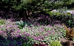 Red Nancy Lamium - 5 Pack Of Pint Pots -Garden Supplies Sales 2024 lamium maculatam red nancy spotted dead nettle 9