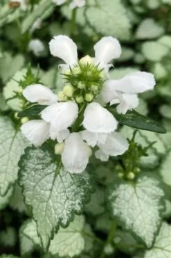 White Nancy Lamium - 5 Pack Of Pint Pots -Garden Supplies Sales 2024 lamium maculatam white nancy spotted dead nettle 100