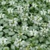 White Nancy Lamium - 5 Pack Of Pint Pots -Garden Supplies Sales 2024 lamium maculatam white nancy spotted dead nettle 102