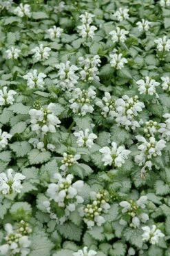 White Nancy Lamium - 5 Pack Of Pint Pots